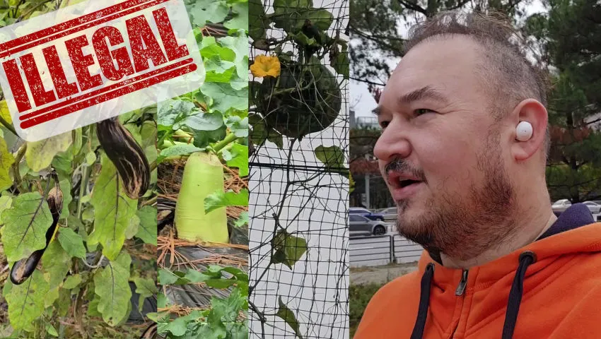 Illegal crops and vegetables growing by the road in Korea