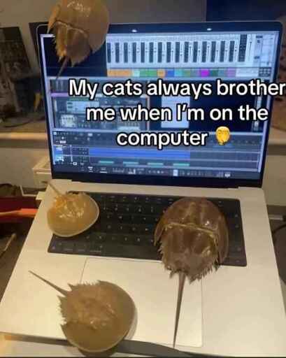 photo over some crabs or old prehistoric animal looking creatures on a laptop with the text "my cats always bother me when im on the computer 😭"