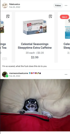 [Image of a box of tea from a website labeled Celestial Seasonings Sleepytime Extra Caffeine]. [Image of a dog tucked into bed with its eyes glowing from the camera, teeth bared.]
