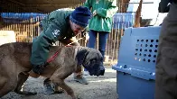 South Korea aims to ban dog meat consumption