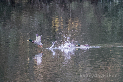 A duck antagonizes another male by splashing it while taking off.  Landed literally 5 feet further.