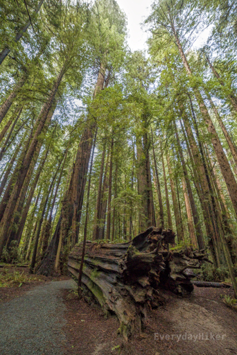 The trail passing by a large fallen Redwood stump, surrounded by many other Redwood trees.