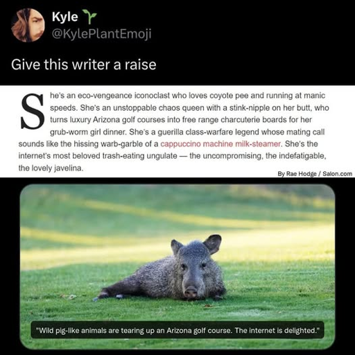 kyle: give this writer a raise. the blog post: She's an eco-vengence iconoclast who loves coyote pee and running at manic speeds. She's an unstoppable chaos queen with stink-nipple on her butt, who turns luxury Arizona golf courses into free range charcuterie boards for her grub-worm girl dinner. She's a guerilla class-warfare legend whose mating call sounds like the hissing warb-garble of a cappuccino machine milk-steamer. She's the internet's most beloved trash-eating ungulate -- the uncompromising, the indefatigable, the lovely javelina. By Rae Hodge/Salon.com. <image of javelina the ungulate> "Wild pig-like animals are tearing up an Arizona golf course. The internet is delighted"